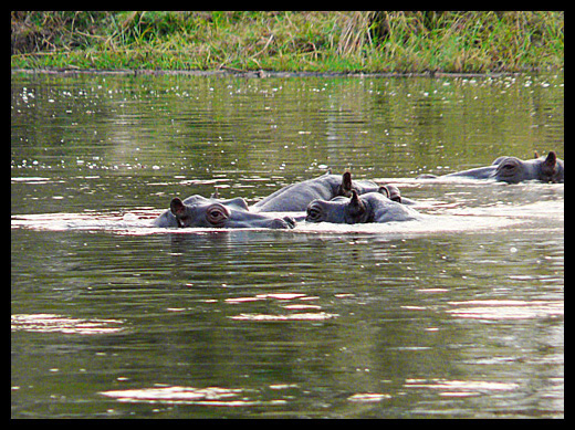 hippopotame